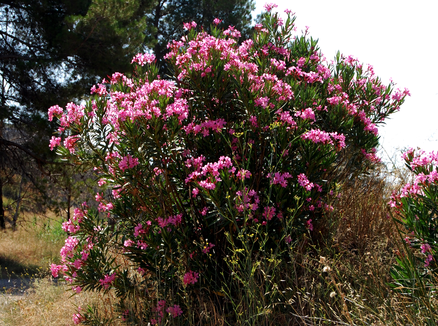 Nerium oleander, laurel, baladre o trinitaria