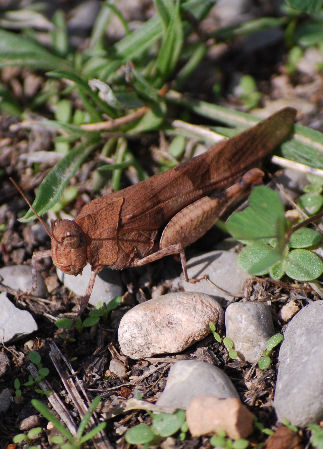 saltamontes, Oedipoda caerulescens