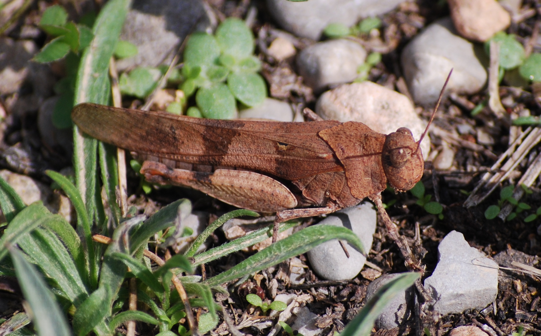 saltamontes, Oedipoda caerulescens