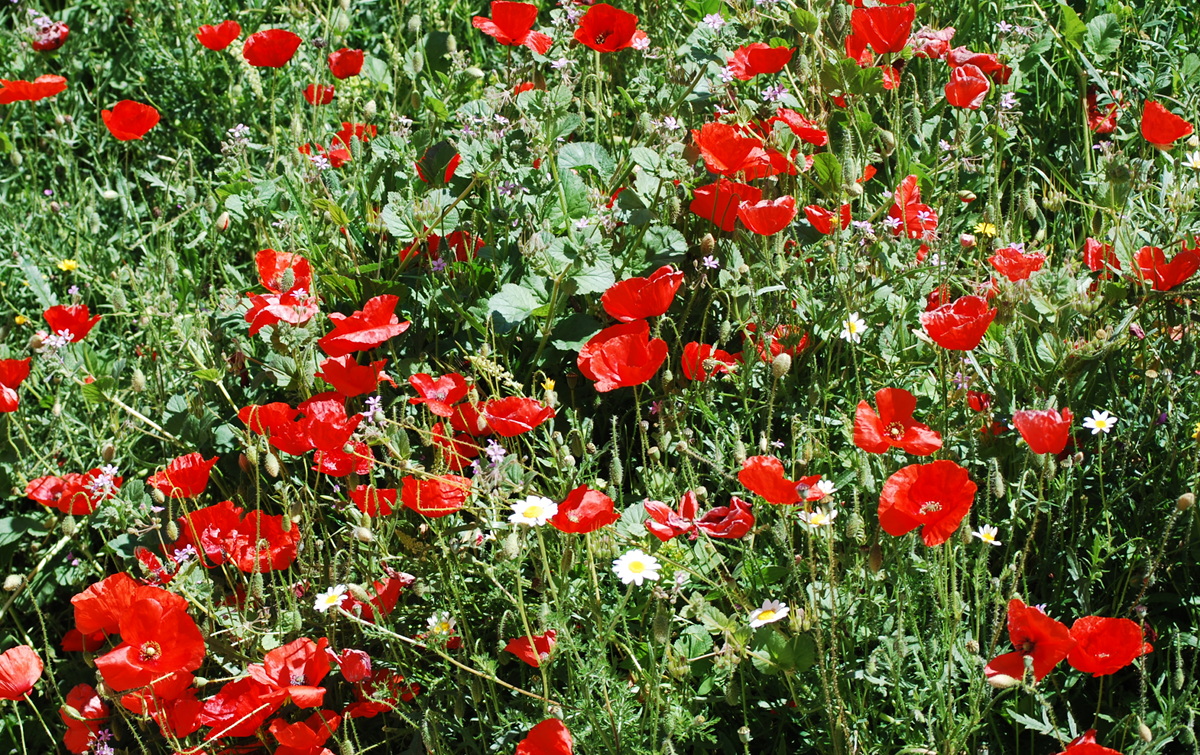 Campo de amapolas,Papaver rhoeas 