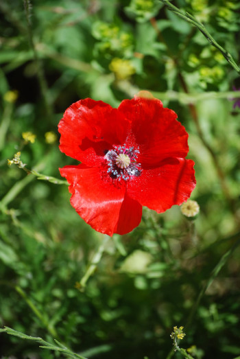 detalle de la flor amapola, Papaver rhoea