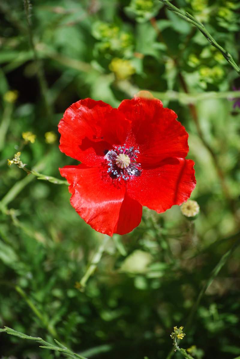 detalle de la flor amapola, Papaver rhoea