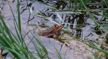 Pelophylax perezi, rana común