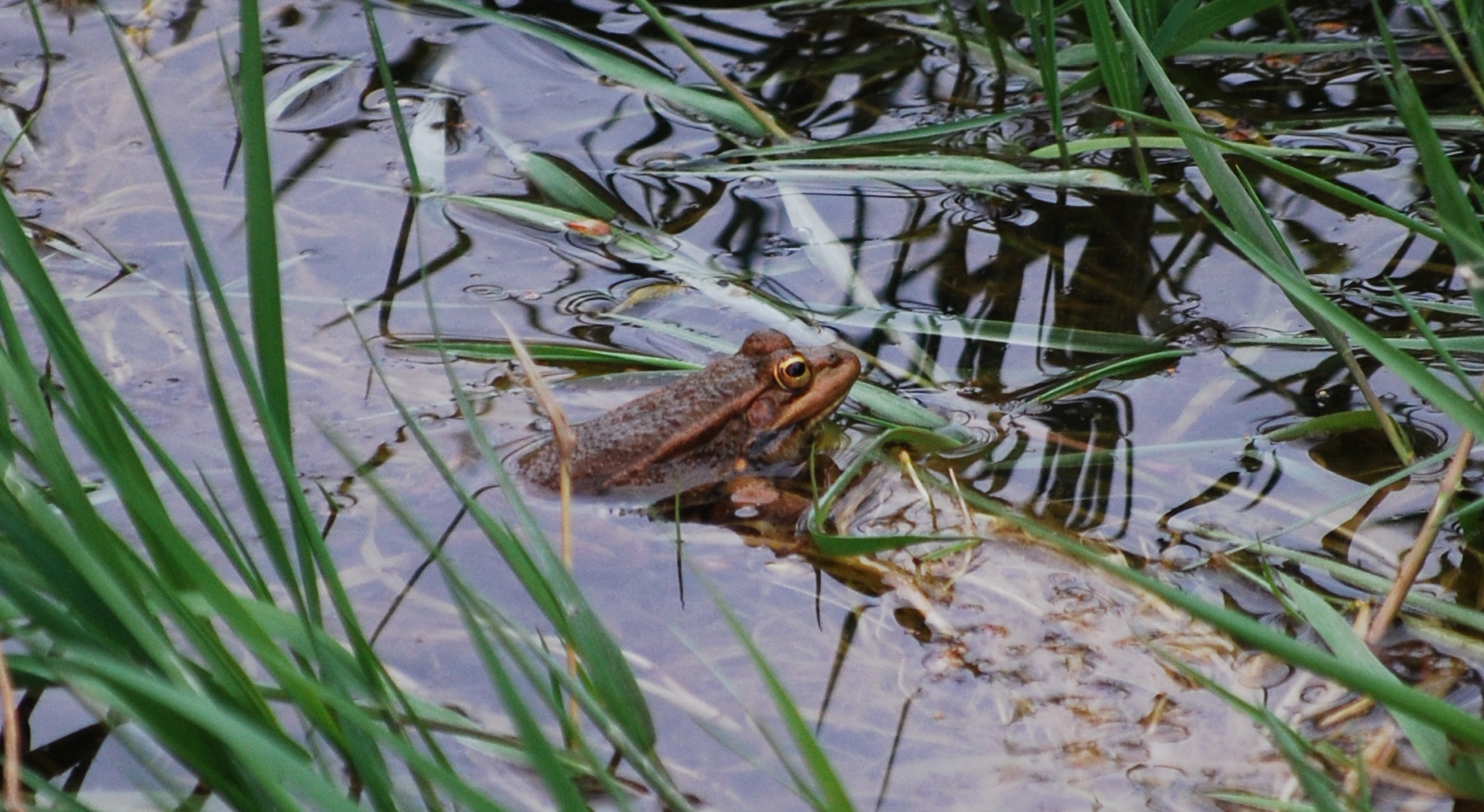 Pelophylax perezi, rana común