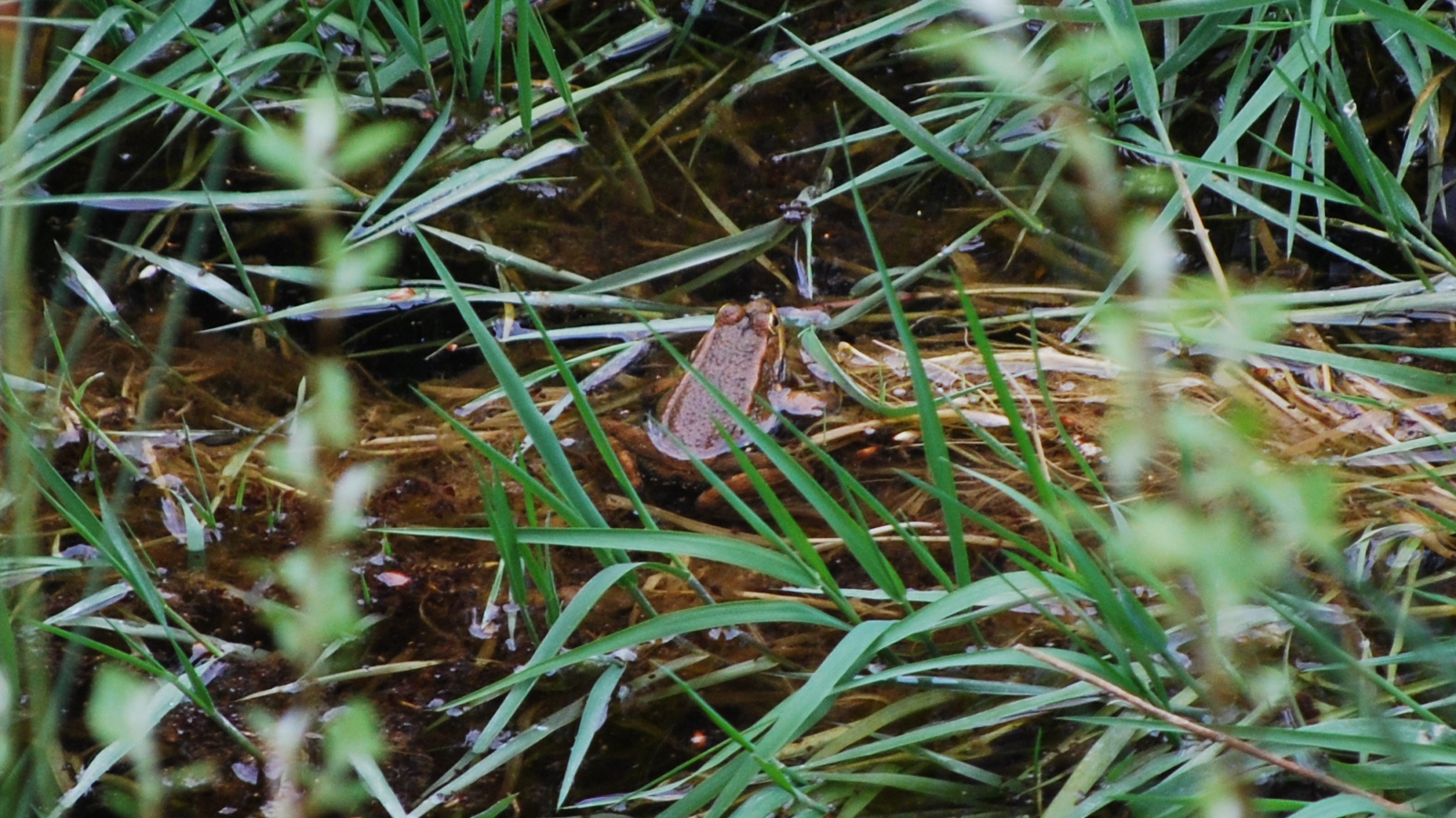 Pelophylax perezi, rana común