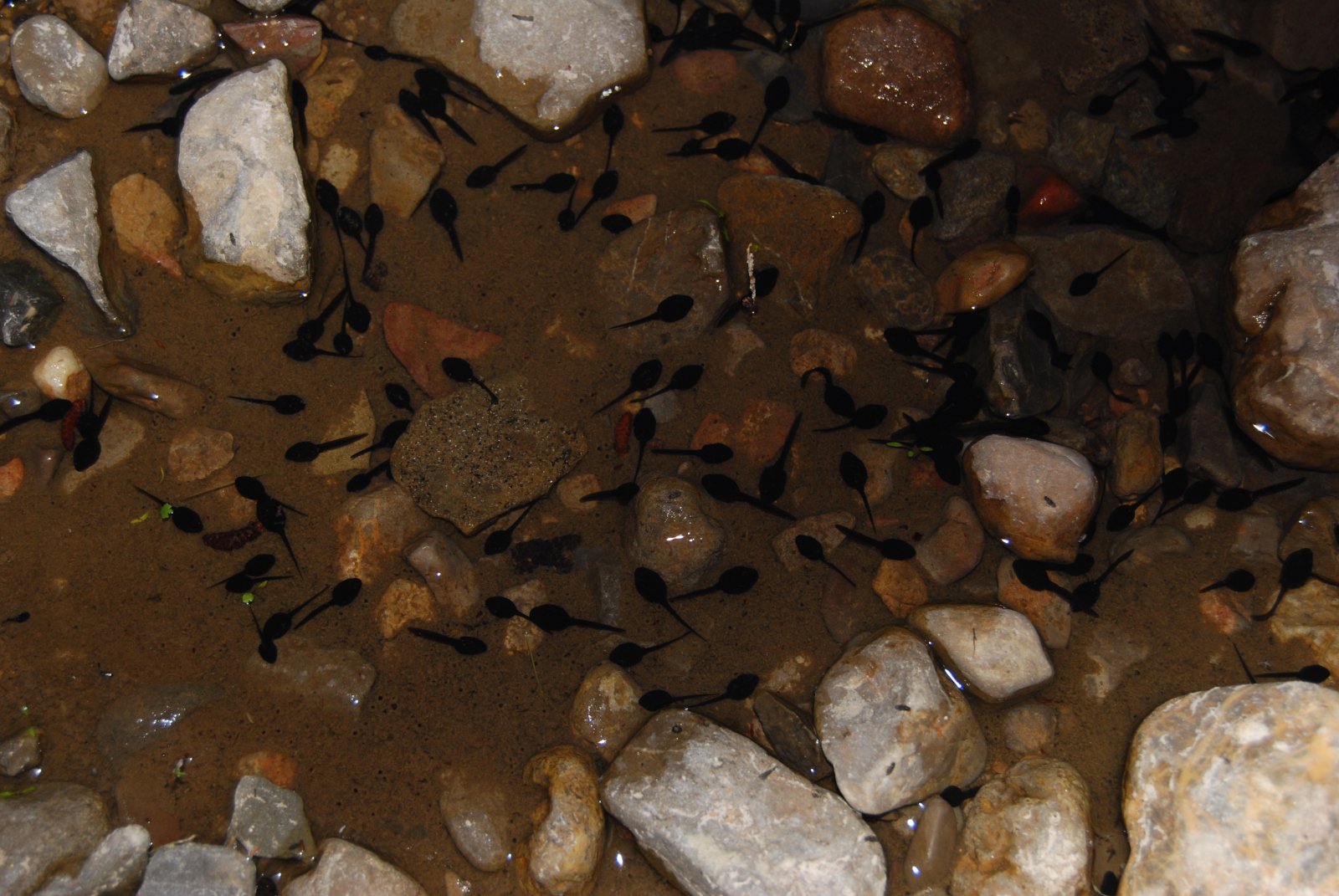 renacuajos Pelophylax perezi, rana común