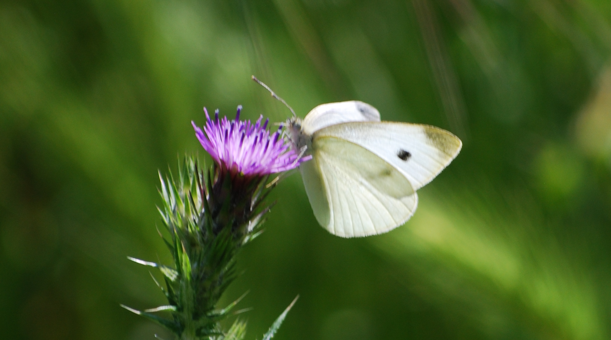 Pieris rapae, blanquita de la col