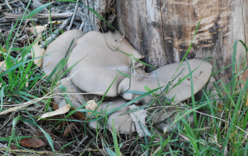 Pleurotus ostreatus, seta de ostra, seta de concha, belarri landu, orellana