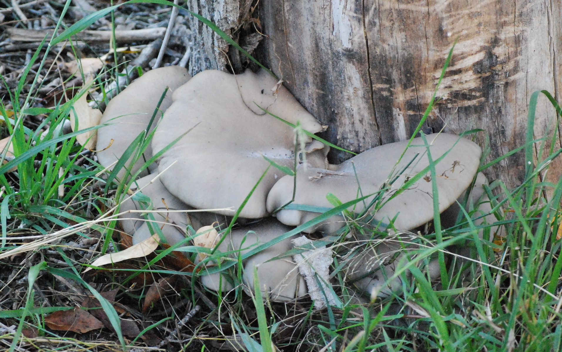 Pleurotus ostreatus, seta de ostra, seta de concha, belarri landu, orellana