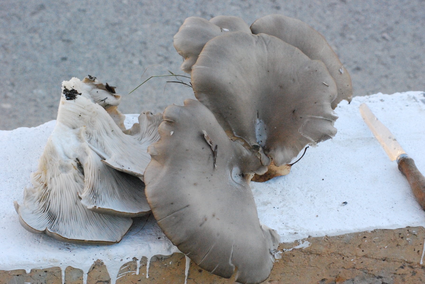 Pleurotus ostreatus, seta de ostra, seta de concha, belarri landu, orellana