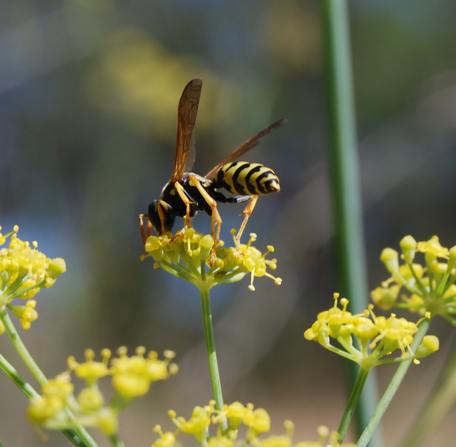 Avispa cartonera, Polistes dominula