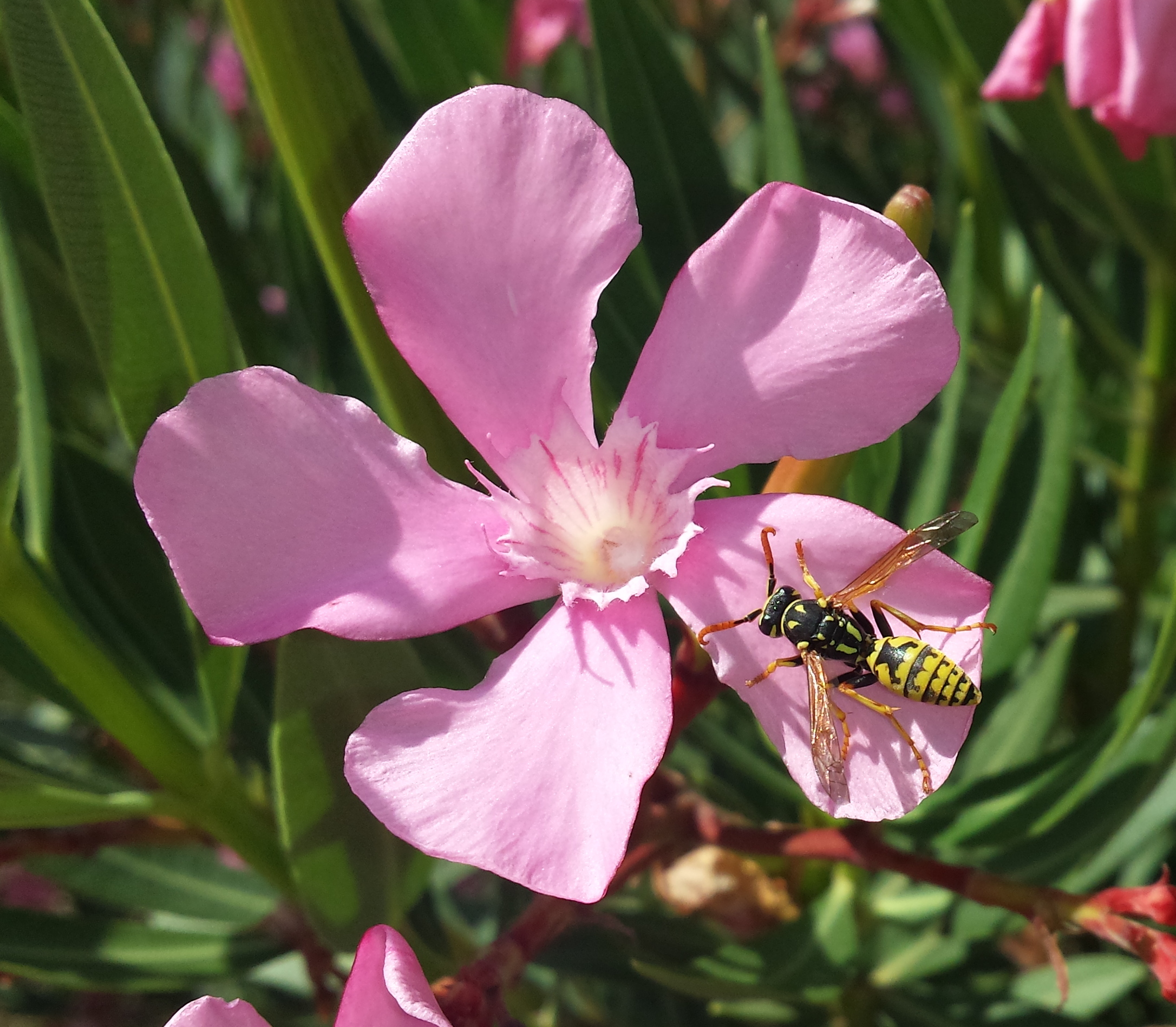 Avispa, Polistes dominula