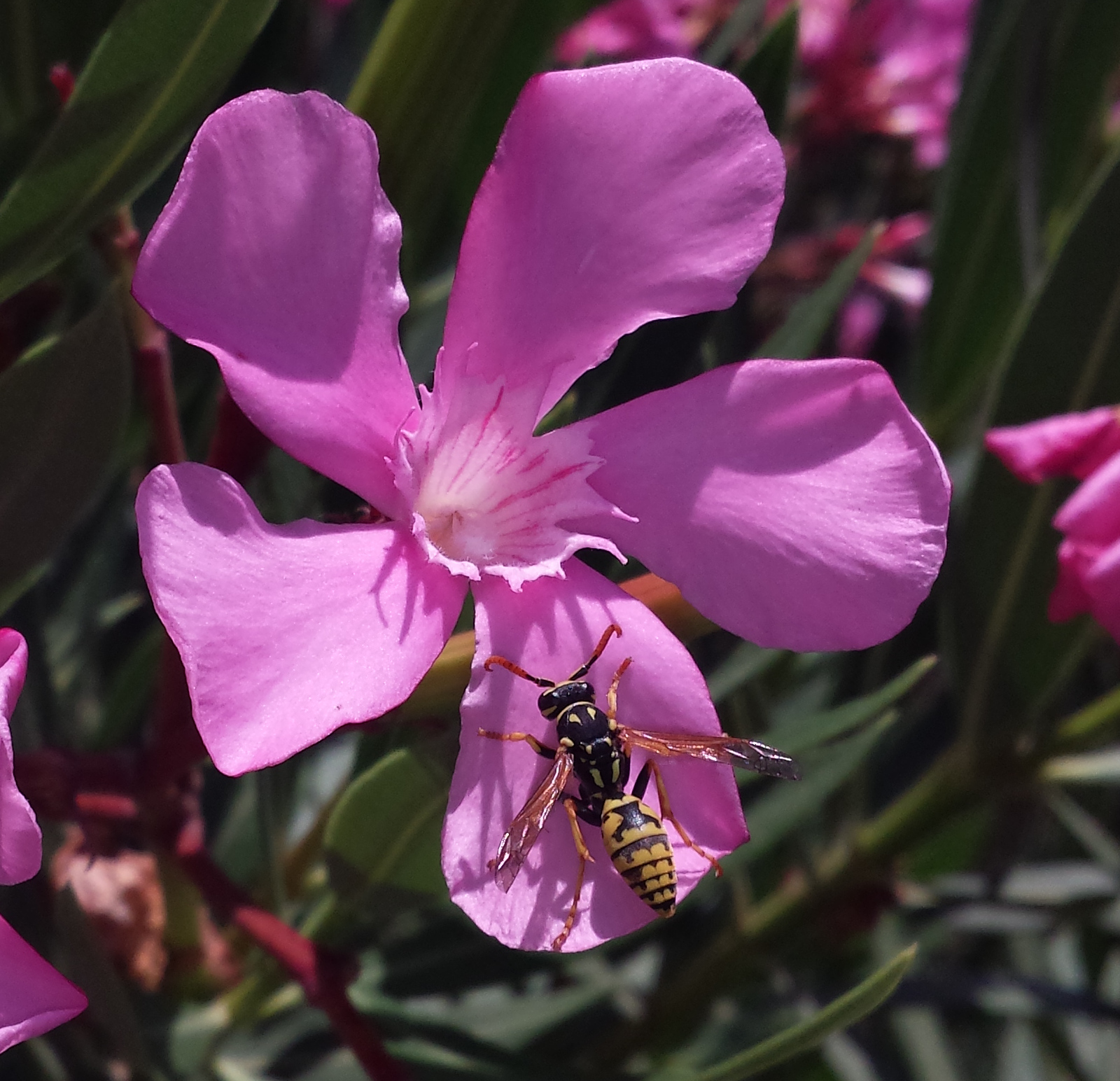 Avispa, Polistes dominula