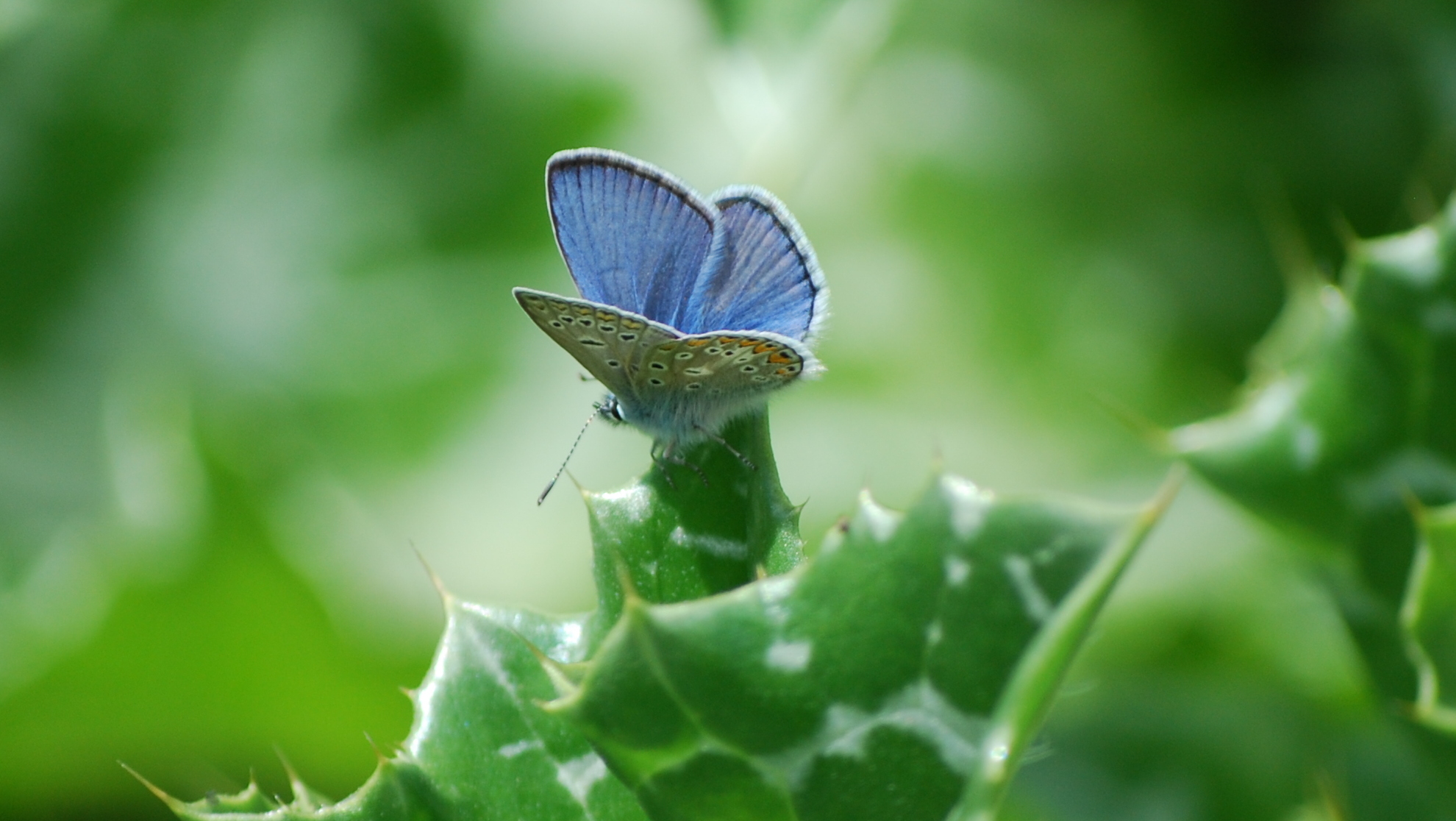 Polyommatus escheri