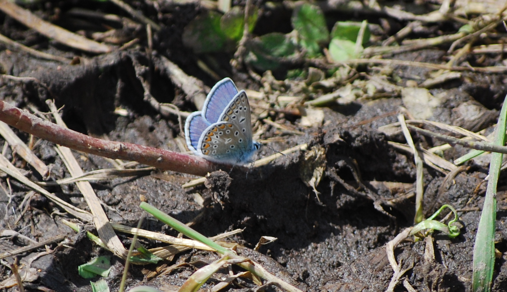 Polyommatus escheri