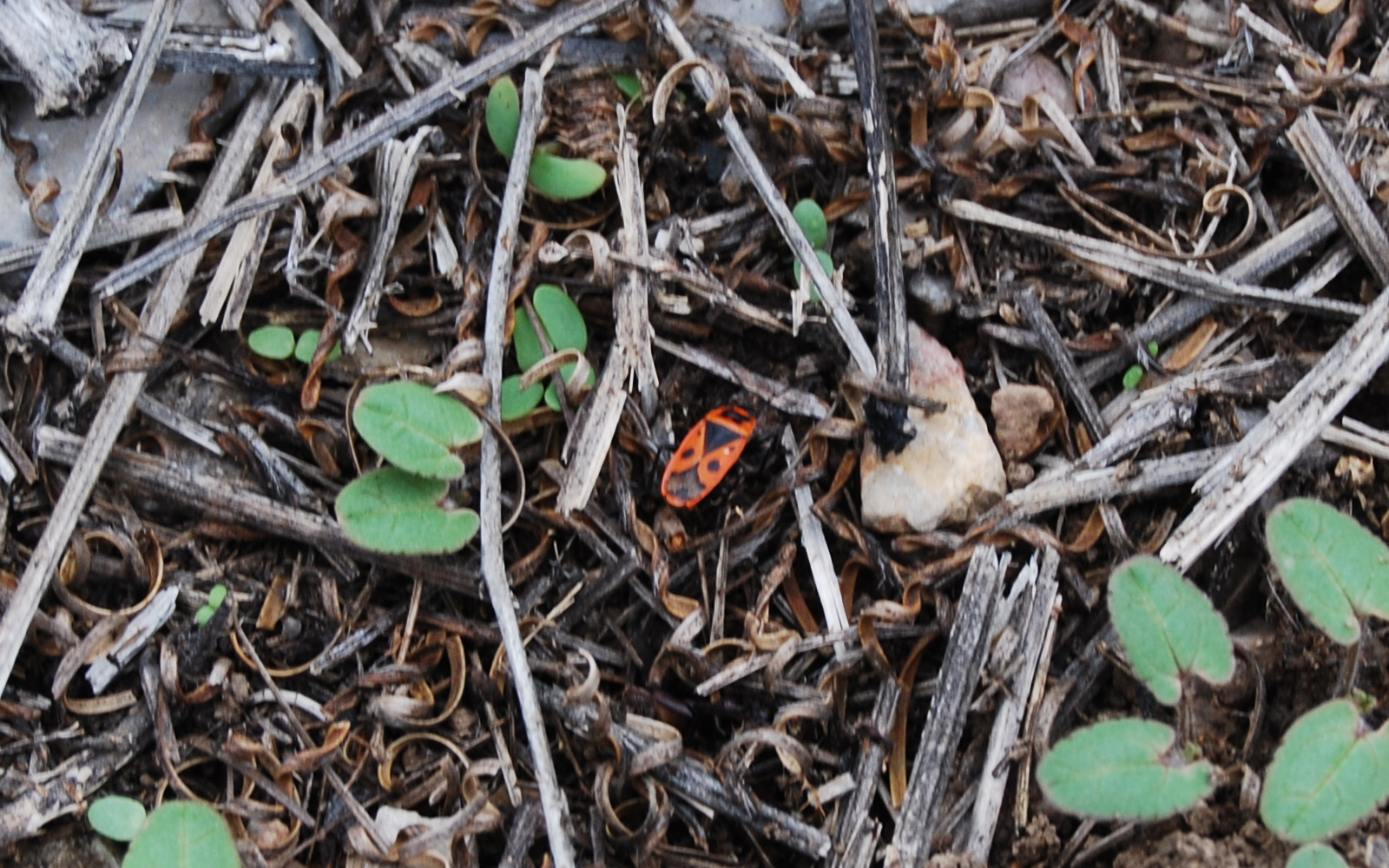 chinche de la malva arbórea, Pyrrhocoris apterus