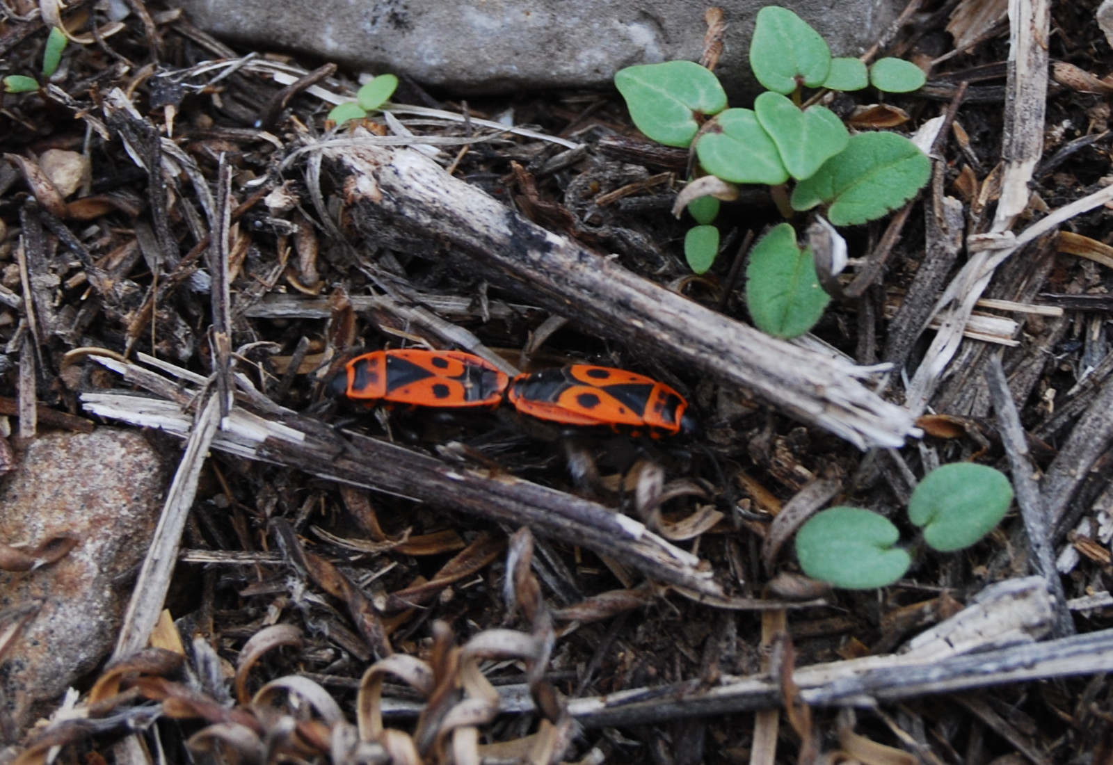 Pyrrhocoris apterus