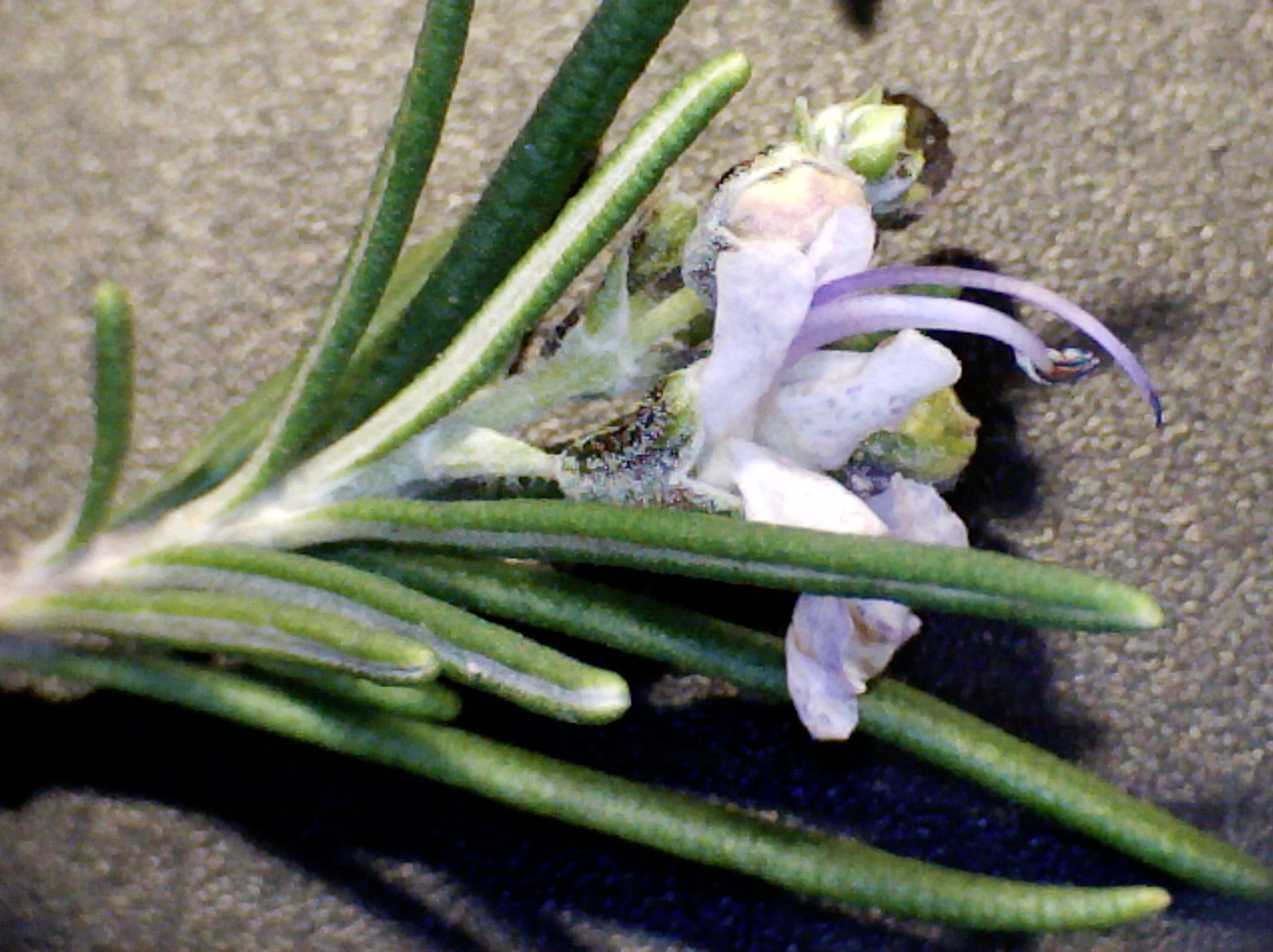 detalle de la flor del romero