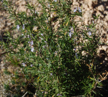 Rosmarinus officinalis, romero