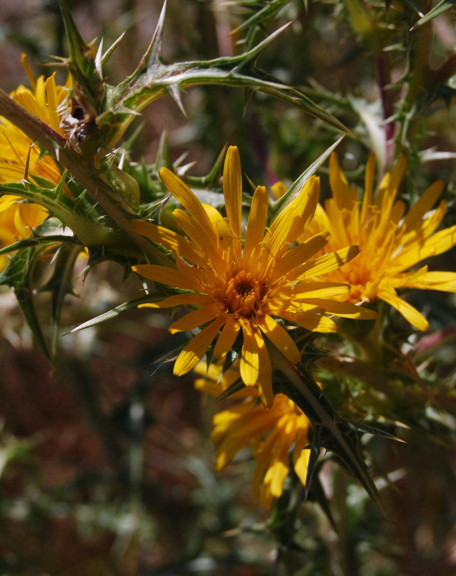 Scolymus hispanicus, el cardillo, cardo de olla o tagarnina