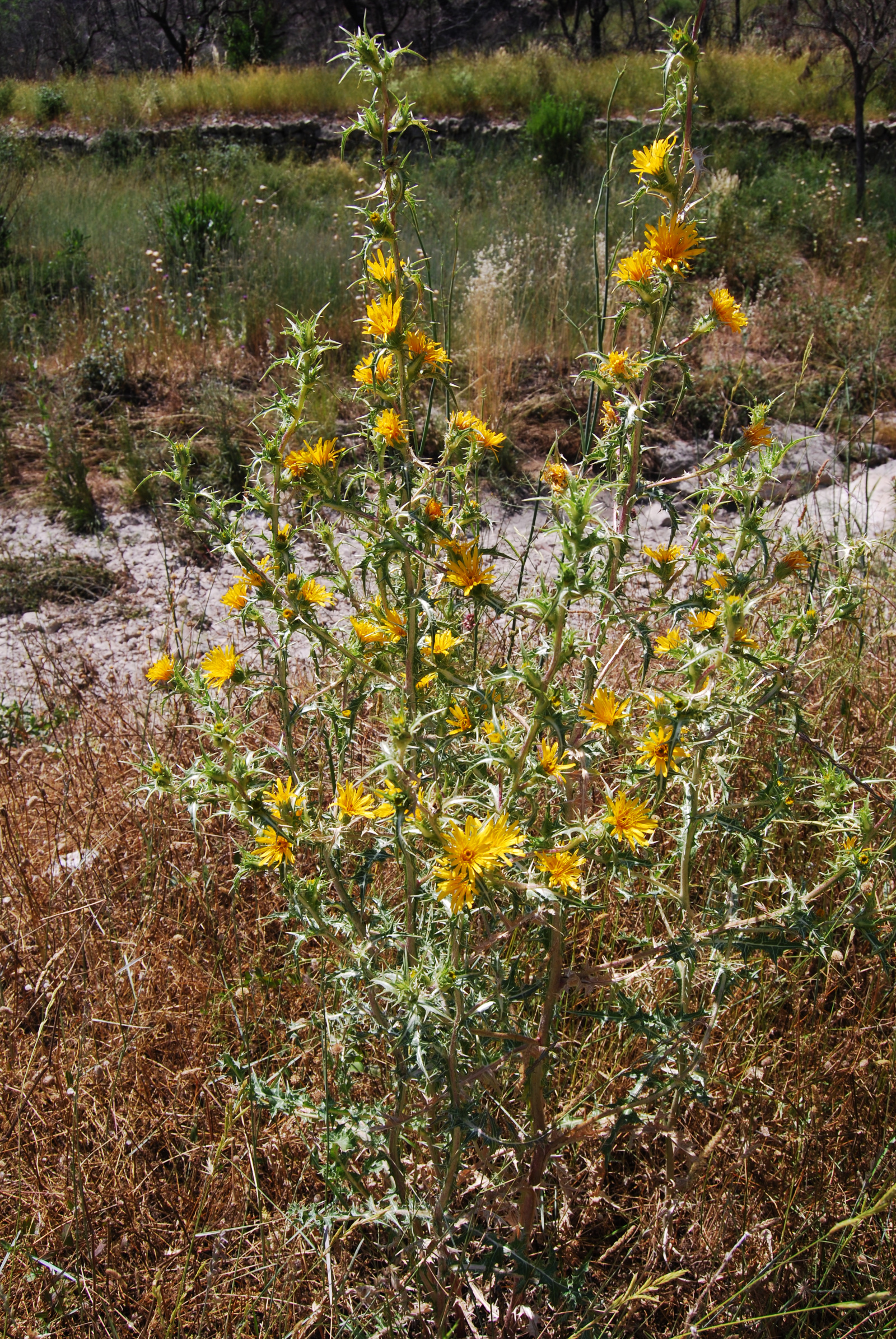 Scolymus hispanicus