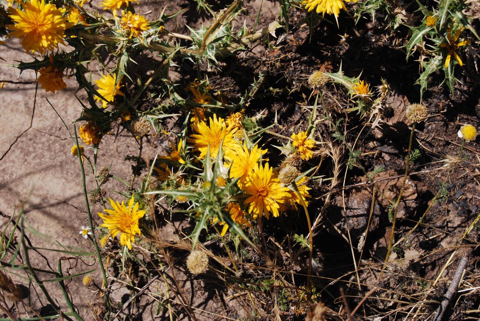 Scolymus hispanicus