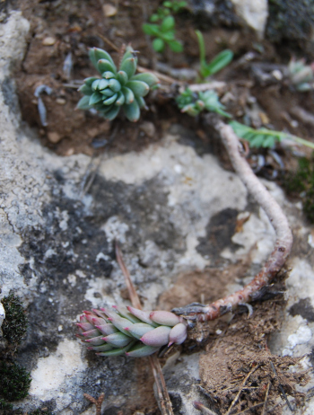 Uña de Gato, sedum sediforme