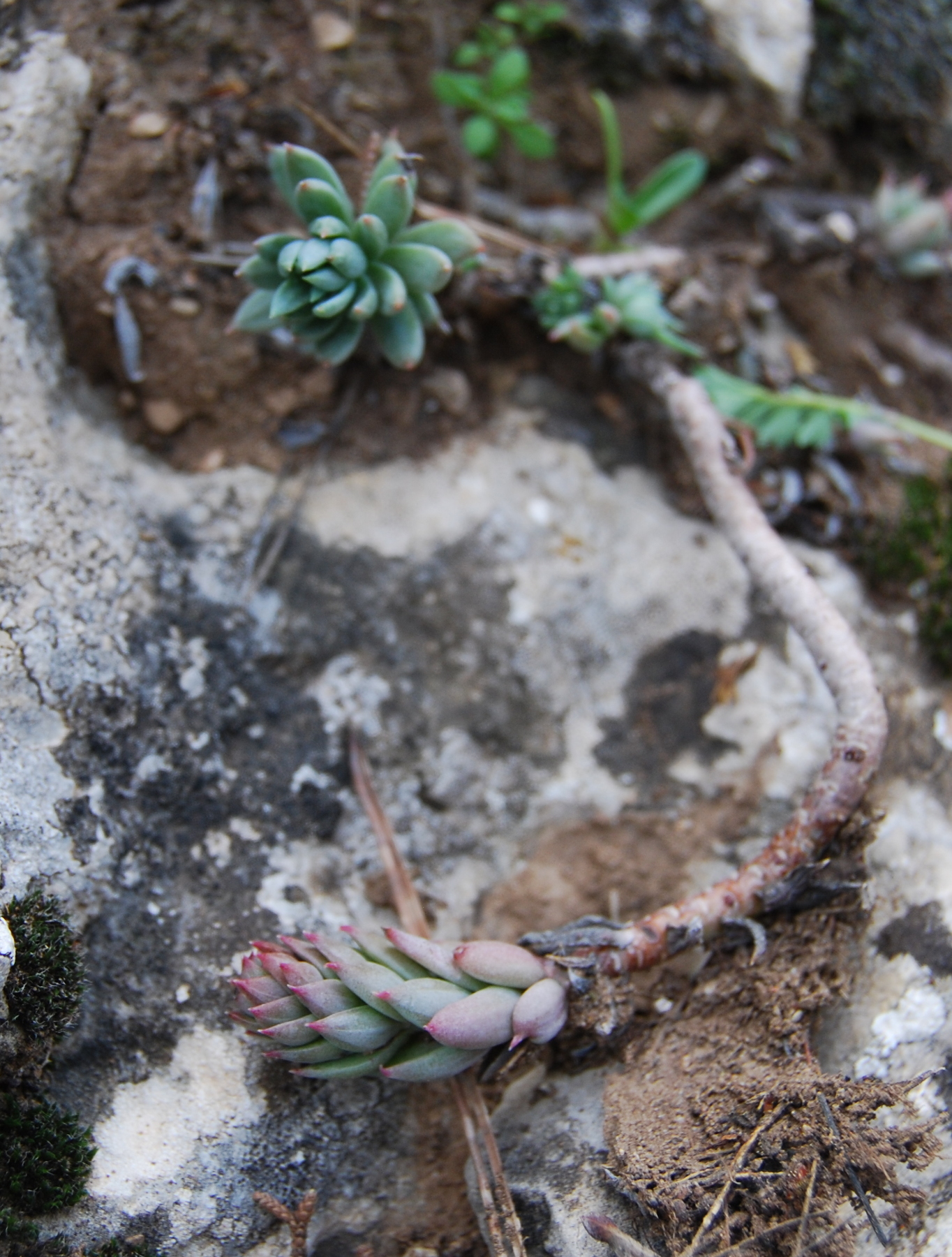 Uña de Gato, sedum sediforme