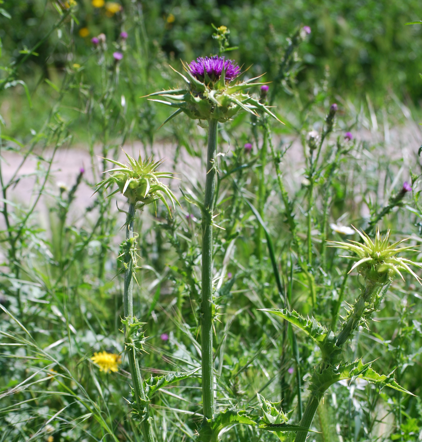 Silybum marianum, Cardo mariano