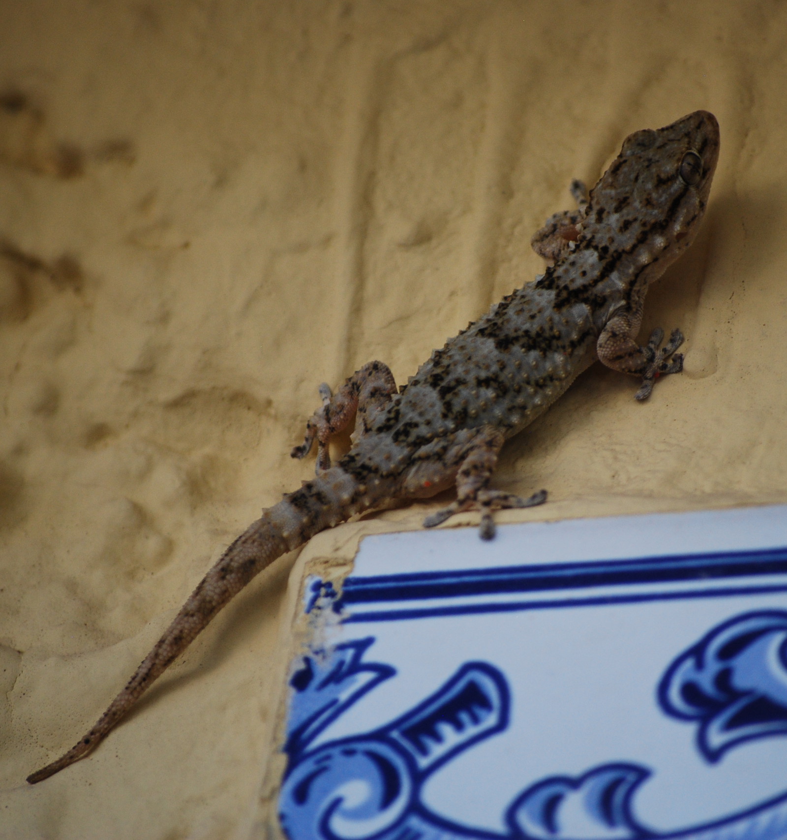salamanquesa común, Tarentola mauritanica