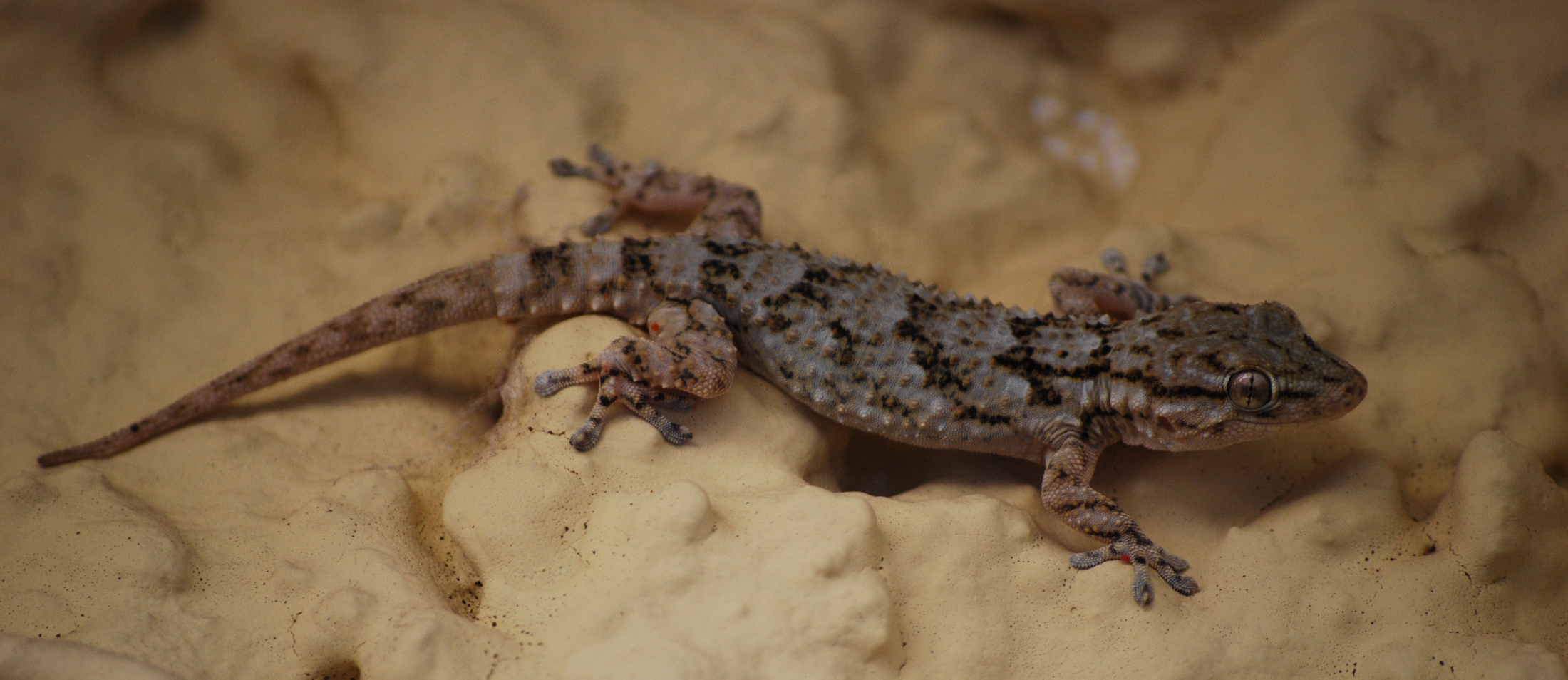 salamanquesa común, Tarentola mauritanica