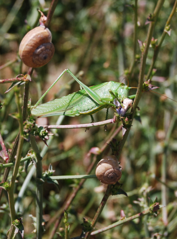 saltamontes verde común o langosta verde, Tettigonia viridissima