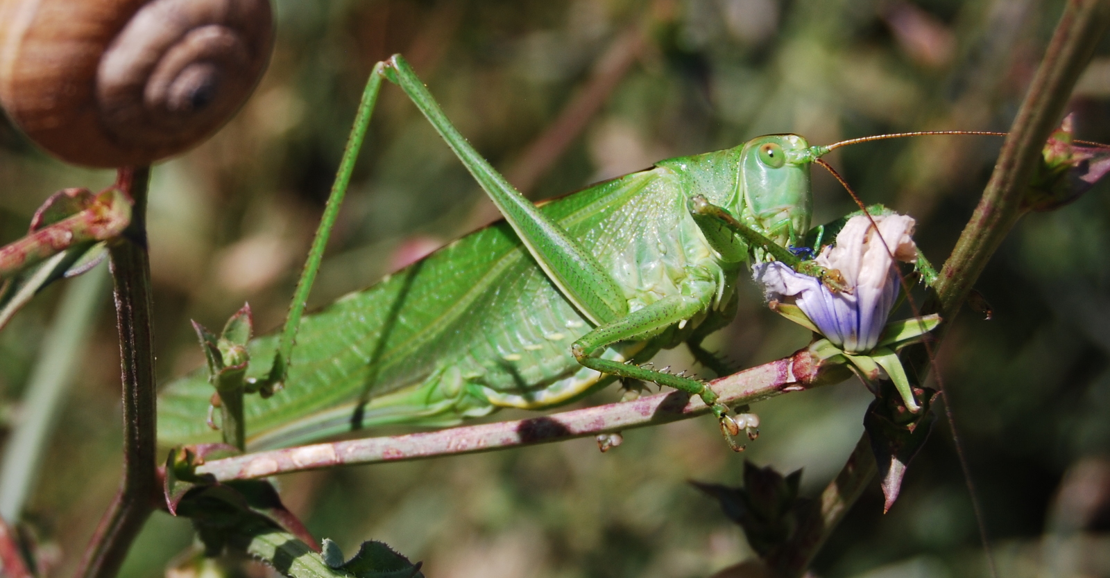 saltamontes verde común o langosta verde, Tettigonia viridissima