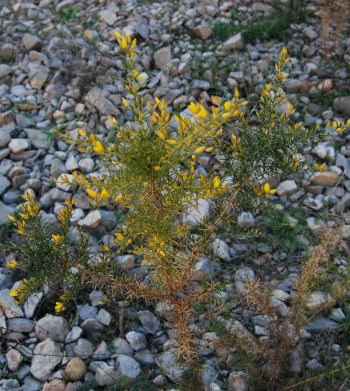 fotografia de Ulex parviflorus