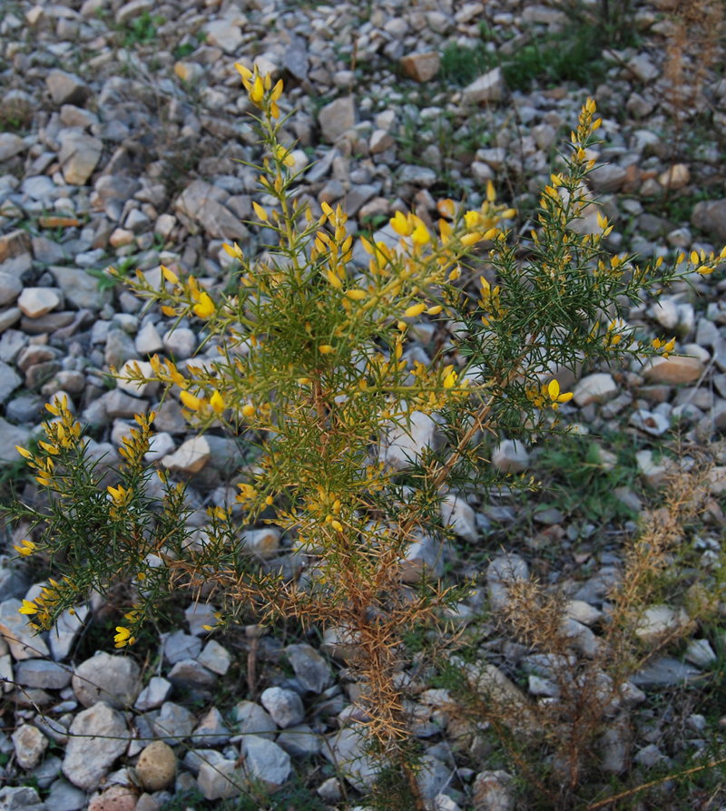 fotografia de Ulex parviflorus