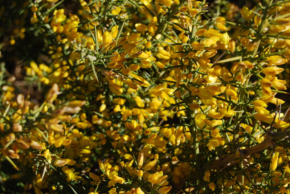 Flores de Ulex parviflorus