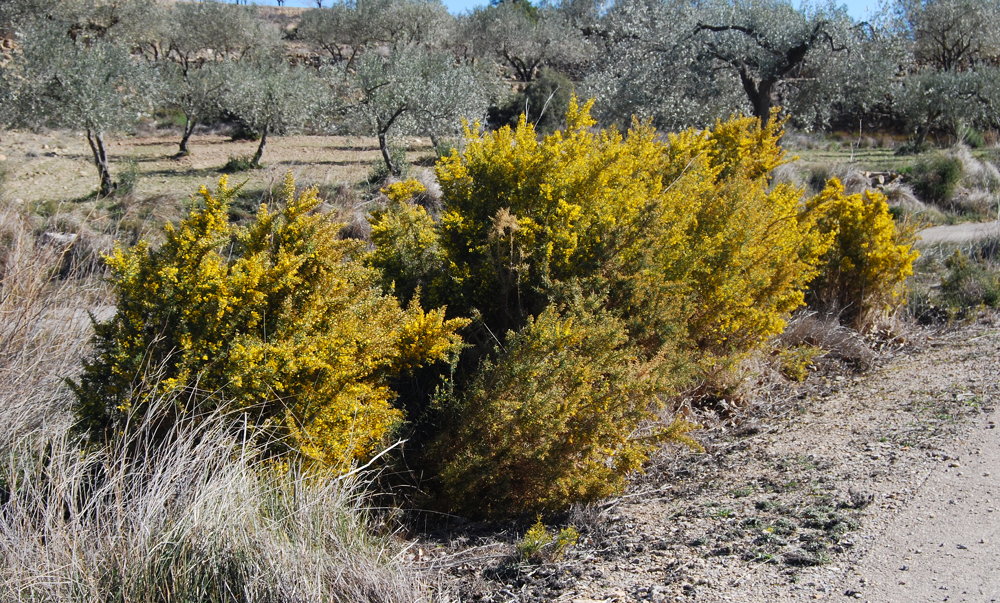 Macizo de Ulex parviflorus