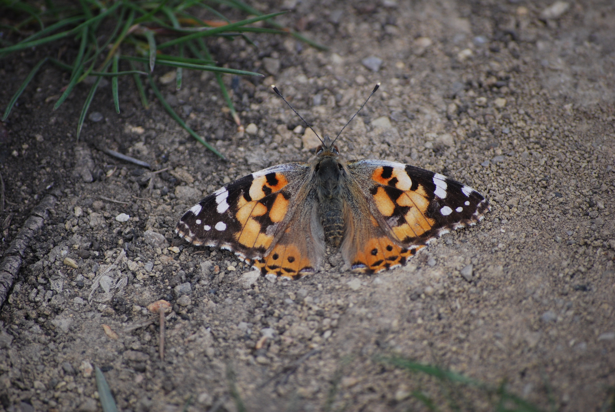 Vanessa cardui