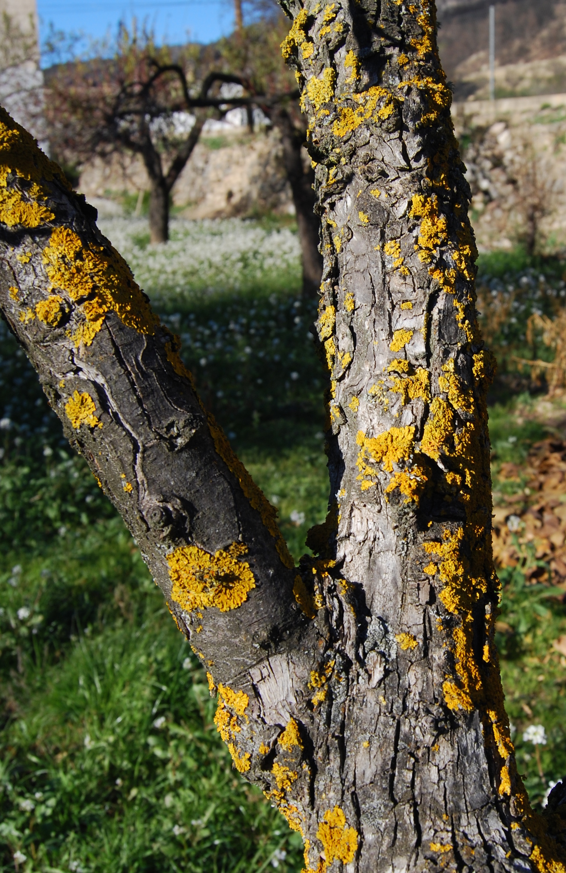 Xanthoria parietina, liquen