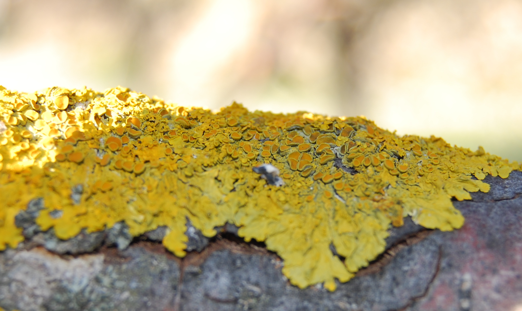 Xanthoria parietina